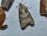 Gray tortrix  (<em>Cnephasia stephensiana</em>), #3567.1