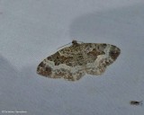 White-banded toothed carpet moth (Epirrhoe alternata), #7394