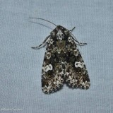 Hitched arches moth (<em>Melanchra adjuncta</em>), #10292