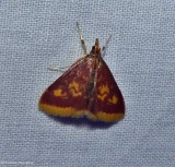 Mint-loving pyrausta moth   (<em>Pyrausta acrionalis</em>), #5071