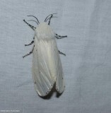Salt marsh moth  (<em>Estigmene acrea</em>), #8131