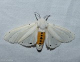 Salt marsh moth (Estigmene acrea), #8131