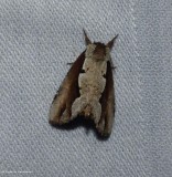Double-toothed prominent moth (<em>Nerice bidentata</em>), #7929