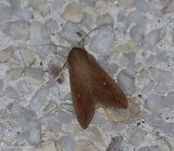 White speck moth (<em>Mythimna unipuncta</em>), #10438