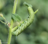 Tomato hornworm moth caterpillar   (<em>Manduca quinquemaculatus</em>)  #7776