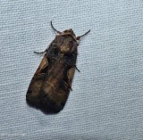 Lesser black letter dart moth (<em>Xestia c-nigrum</em>), #10942