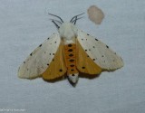 Salt marsh moth  (<em>Estigmene acrea</em>), #8131