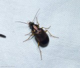 Vivid metallic ground beetle (<em>Chlaenius</em>)