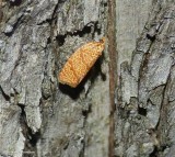 Four-lined leafroller moth (<em>Argyrotaenia quadrifasciana</em>), #3621