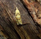 Tortricid moth (<em>Phtheochroa vitellinana</em>), #3825