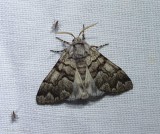 Eastern panthea  (<em>Panthea furcilla</em>), #9182