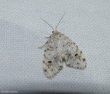 Little white lichen moth (<em>Clemensia albata</em>), #8098