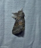 Common gluphisia moth (<em>Gluphisia septentrionis</em>), #7931