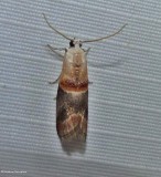 Pyralid moth (<em>Acrobasis caryalbella</em>), #5660