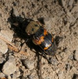 Tomentose burying beetle (<em>Nicrophorus tomentosus</em>)