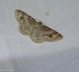 Unadorned carpet moth (Hydrelia inornata), #7422