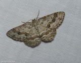 Small engrailed moth (Ectropis crepuscularia), #6597