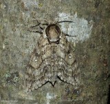 Waved sphinx moth  (<em>Ceratomia undulosa</em>), #7787