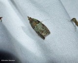 Raspberry leafroller moth (<em>Epinotia medioviridana</em>), #3286