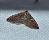 The gem moth, female  (<em>Orthonama obstipata</em>), #7414