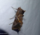 Common looper moth  (<em>Autographa precationis</em>), #8908