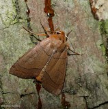 Unsated sallow moth (<em>Metaxaglaea inulta</em>), #9943