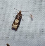 Birch epinotia moth (Epinotia trigonella), #3280