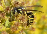 Yellowjacket (Vespidae)