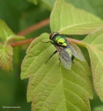 Greenbottle fly (<em>Lucilia</em> sp.)