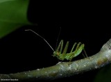 Pale green assassin bug (<em>Zelus luridus</em>), nymph