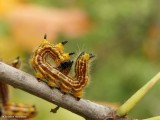 Datana moth caterpillar <em>Datana</em>)
