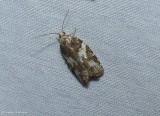 Eastern black-headed budworm moth (<em>Acleris variana</em>), #3548