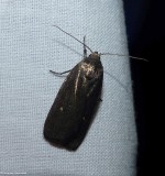 Miranda moth (<em>Proxenus miranda</em>), #9647