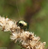 Leaf beetle (<em>Chrysolina</em>)  subgenus Hypericia