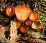 Eyelash fungus (<em>Scutellinia</em>)