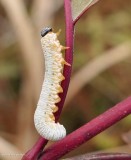 Sawfly larva (<em>Macremphytus</em>)? 