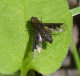 Bee fly (<em>Hemipenthes webberi</em>)