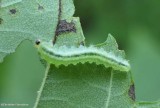 Sawfly larva (<em>Cladius</em>)