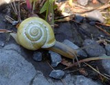 Snail  (<em>Cepaea </em> sp.)
