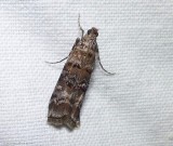 Zimmerman pine moth (<em>Dioryctria zimmermani</em>), #5852