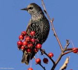 European starling