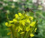 Bee fly (<em>Geron calvus</em>)