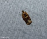Red-banded leafroller moth (Argyrotaenia velutinana), #3597