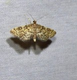 Yellow-spotted webworm (Anageshna primordialis). #5176