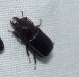 Stag beetle (Ceruchus piceus), male