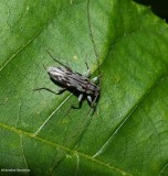 Longhorn beetle (<em>Lepturges angulatus</em>)