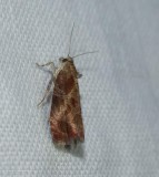 Leafroller moth (Tortricid)