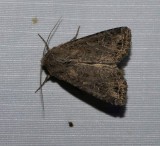 Glassy cutworm moth (<em>Apamea devastator</em>), #9382