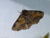Colorful zale moth (Zale minerea), #8697