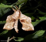 Walnut sphinx moth  (<em>Amorpha juglandis</em>), #7827